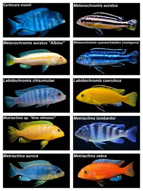 African Cichlids