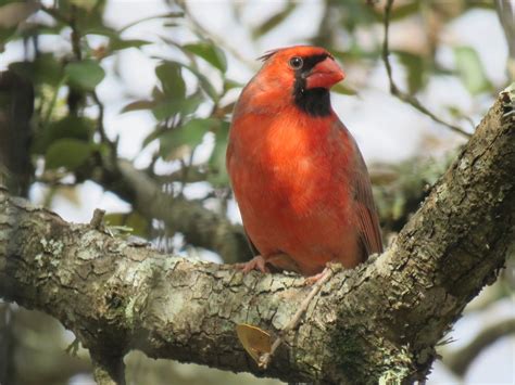 Cardinal Oiseau Rouge Photo Gratuite Sur Pixabay Pixabay