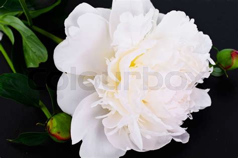 White Peony Flower Isolated on White | Stock image | Colourbox