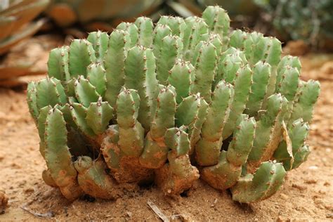 Resin Spurge (Euphorbia resinifera)