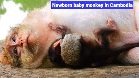 Newborn Baby Monkey In Cambodia Youtube