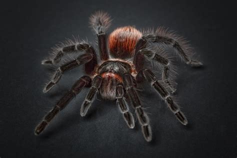 Tarantula Spider Wallpapers Top Free Tarantula Spider Backgrounds