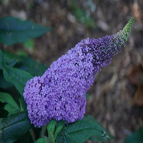 Proven Winners®Buddleia - Butterfly Bushes – Proven Winners Direct™
