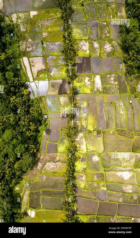 Aerial View Of Desa Mancingan Rice Field In Gianyar Regency Bali