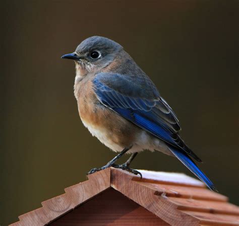 Azulejo P Jaro Azul Oriental Foto Gratis En Pixabay