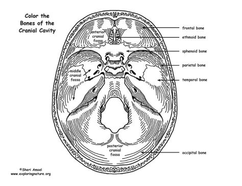 Skull – Cranial Cavity Bones – Coloring Nature