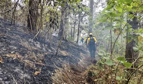 Durango Tercer Estado Más Afectado Por Los Incendios Forestales