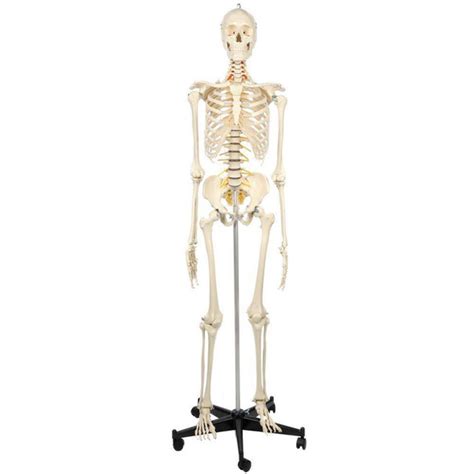 Real Human Skeleton Model