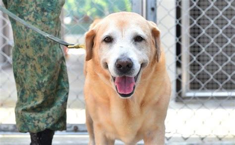 Veteran Saf Military Working Dogs Up For Adoption Mothershipsg