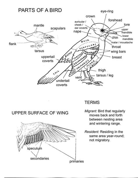 Parts Of A Bird Worksheets