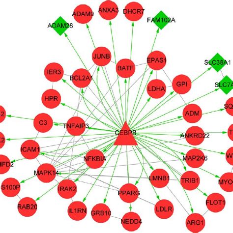 The Microrna Mirna Differentially Expressed Gene Deg Regulatory