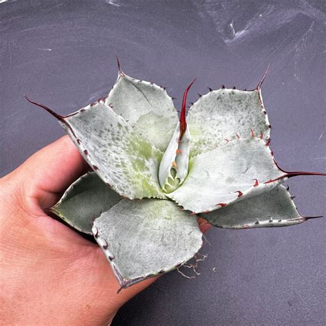 yahoo  agave parryi