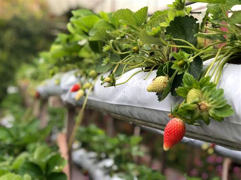 6/22 Discovery Day - Strawberry Week! Build a Strawberry Plant Diagram ...