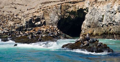 Lima Sea Lion Swim And Wildlife Palomino Islands Cruise GetYourGuide