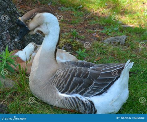 The African Goose Stock Photo Image Of Docile Developed 123579612