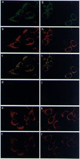 Immunocytochemical Analysis Of 143B TK Cells 143B TK Cells Were