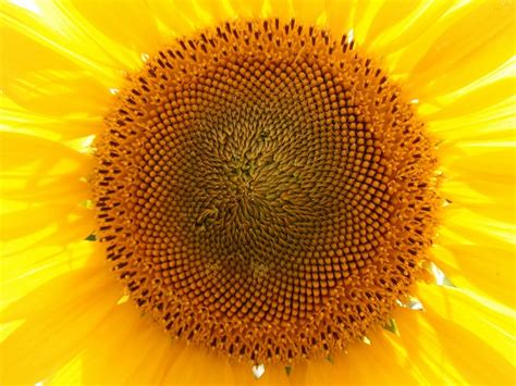 Sonnenblume Gelb Sommerblumen Kostenloses Foto Auf Pixabay Pixabay