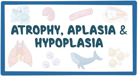 Atrophy, aplasia, and hypoplasia: Video, Causes, & Meaning | Osmosis