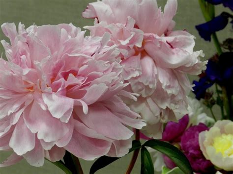 Пионы: botaniqu_garden — LiveJournal