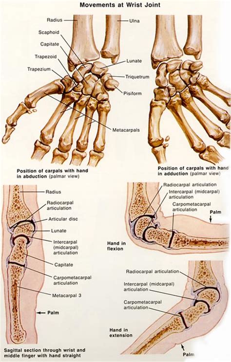 Wrist Bones Diagram