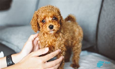 Той-пудель🐶 — описание, дрессировка, особенности ухода за той-пуделем ...