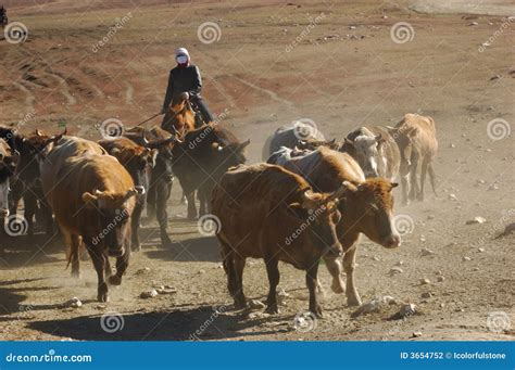 Herding Cattle Stock Photography - Image: 3654752