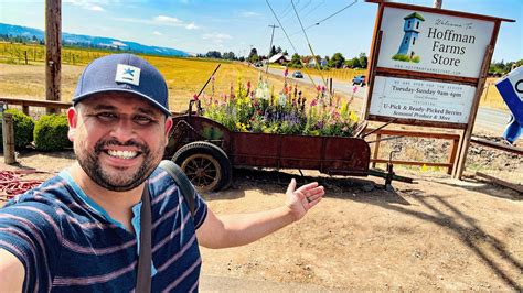 Berry Picking At Hoffman Farms Store In Hillsboro Oregon Quick Stop