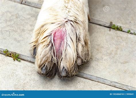 Hundpaj Med R D Svullnad Mellan Tandarna Arkivfoto Bild Av Vegetarisk