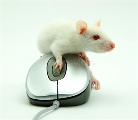 Rat On Computer Mouse Stock Photo Image Of Fuzzy Funny 8602720