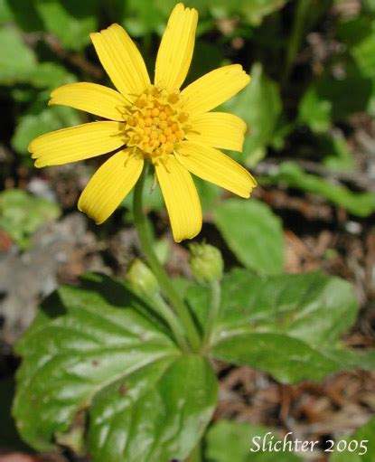 Broadleaf Arnica Broad Leaved Arnica Mountain Arnica Daffodil