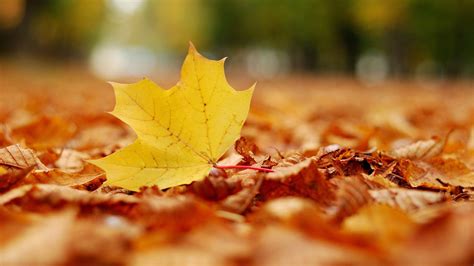 Download wallpaper 1920x1080 leaf, maple, autumn full hd, hdtv, fhd ...