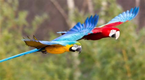 Kleurrijke Papegaaien In Brazilie Parrot Wildlife Wild