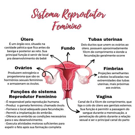 Mapa Mental Sistemas Reprodutor Feminino Aparelho Reprodutor Feminino