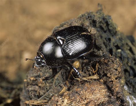 Dung Beetle Geotrupes Spiniger Stock Image C006 5693 Science