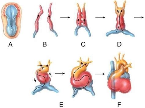 Embryology Flashcards Quizlet