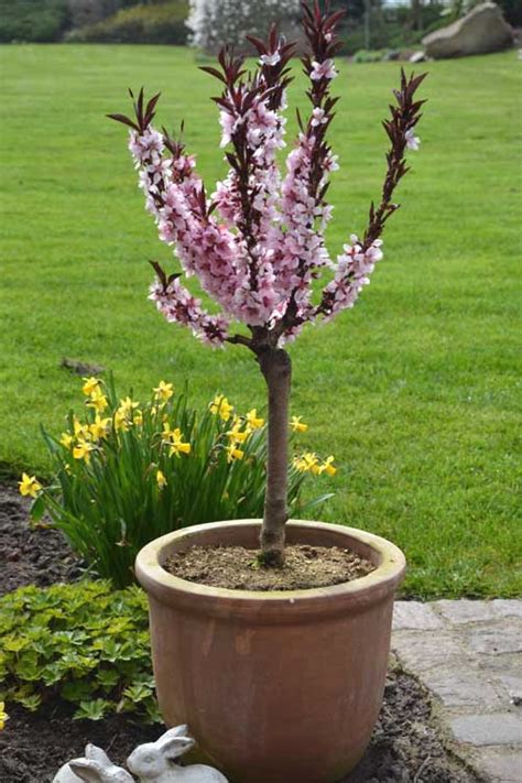 Buy Bonfire Dwarf Patio Peach Tree FREE SHIPPING Wilson Bros