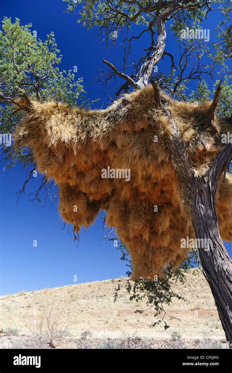 Nests Of The Sociable Weaver Bird Philetairus Socius In A Tree In The