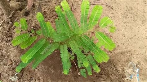 Full Sun Exposure Green Grafting Amla Plant For Garden At Rs 90 In Sihora