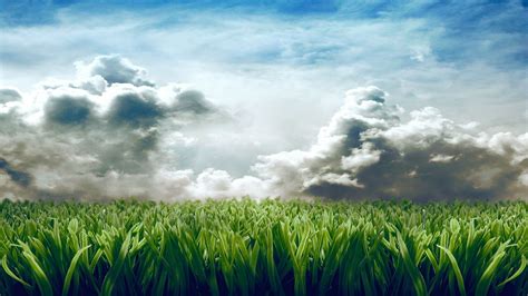 4K Wallpaper Grass - WallpaperSafari