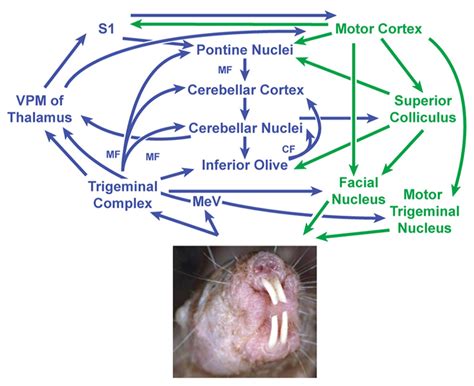 Proposed Circuit Diagram For Sensory Inputs From The Incisors Upper