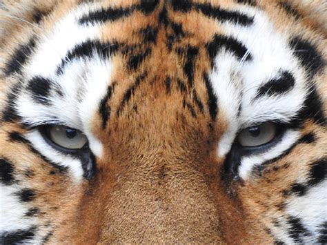 5 datos curiosos acerca del año del tigre de agua que solo sucede cada