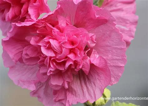 Gefülltblühende Garten Stockrose Alcea rosea Pleniflora rosa