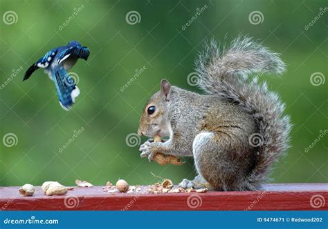 Blue Jay And Squirrel Stock Image - Image: 9474671