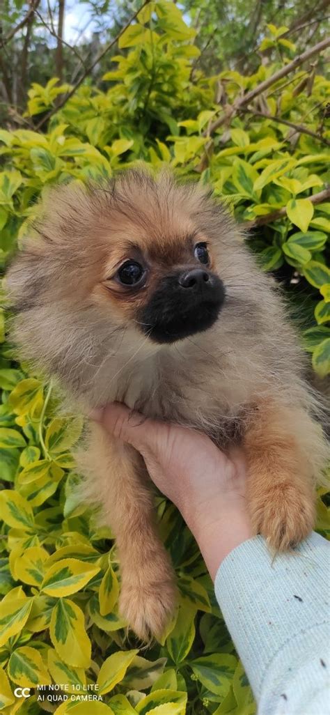 Szpic Miniaturowy Pomeranian Piesek Zkwp Fci Warszawa Weso A Olx Pl