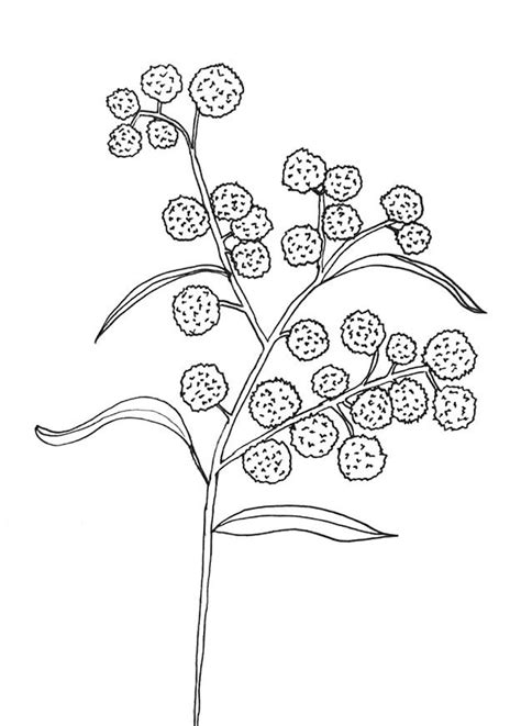 Assignment 3 Book Cover Drawing 3 Golden Wattle Flower Line