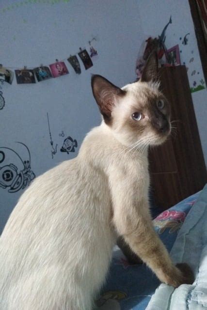 Ciri Ciri Dan Harga Kucing Himalaya Kampung Ramah Di Kantong