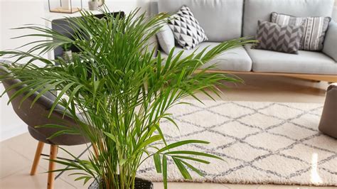 Las Mejores Plantas Para Purificar El Aire En Interiores