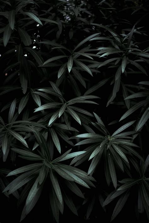 Leaves Plant Dark Green Dry Hd Mobile Wallpaper Peakpx