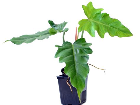 Philodendron Lacerum Ultimate Care Guide For This Toothed Beauty