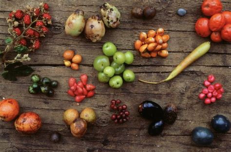 Indigenous Inspiration For The Garden Aboriginal Food Teaching